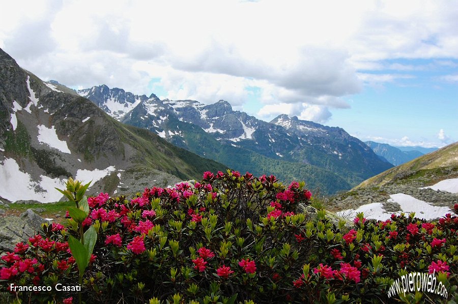 28 Cuscino di rododendri verso il Pizzo del Becco.jpg